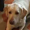 Sherrysmith - @tinkermom17352 - TikTok