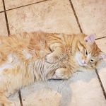 Sherry Staggs - @dearokie1 - Instagram