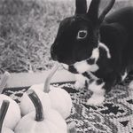 Sherry Stallard - @sweet350design - Instagram