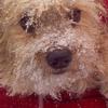 Sherry Stallard - @puppyfriend2022 - TikTok
