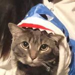 Sherry + Sterling & Friends - @sherrysworldofpets - Instagram