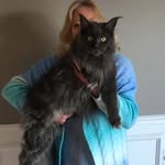 Sherry Tackett - @howardthemainecooncat - Instagram