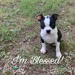 Sheri Thurman Mitchell - @slbuffington - Instagram