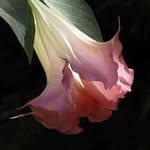Sherry Thurman - @sherrymthurman - Instagram