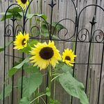 Sherry Tiller - @tiller0421 - Instagram