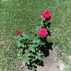 sherry tolar - @sherry.tolar - TikTok