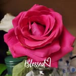 Sherry Torres-Bell - @sherrytorresbell - Instagram