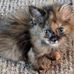 Sherry Treiber - Facebook