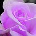 Sherry Wicker - Facebook