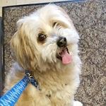 Sherry Wiley - @wileysherry - Instagram