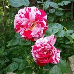 Sherry Willey - @sherrywilley911 - Instagram