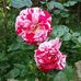 Sherry Willey - Facebook