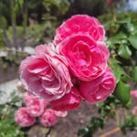 Sherry Winslow - @cheryl.winslow1 - Instagram