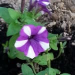 Sherry Woods - @sherrywoods9 - Instagram
