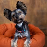 S H E R R Y 🐾 - @sherry_york_terrier - Instagram