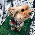 Sherry🐾 - @sherry_yorkshire - Instagram
