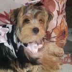 sherry york - @sherry_yorkshire_dog - Instagram
