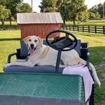 Sherry York - @sherryyork707 - Instagram