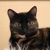 Sherwin_bestcat_Parker - @sherwin_bestcat_parker - TikTok