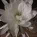 Sheryl Connell - Facebook