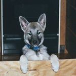 Cheryl Cramer - @moosedogs2 - Instagram