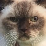 Cheryl Flint - @chinadollmoon - Instagram