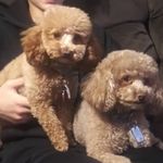Sheryl Fox - @fox_poodles - Instagram
