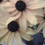 Sheryl Fox - @fox.sheryl - Instagram