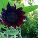 Sheryl Garrett - Facebook