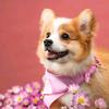 DogFunny12 - @sherylgrace1969 - TikTok
