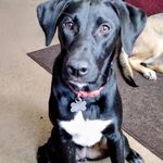Cheryl Lloyd-Mayhue - @clloyd4817 - Instagram