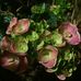 Sheryl Mehling - Facebook