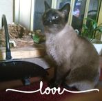 Sheryl Mitchell - Facebook