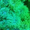 Sheryl sherry - @09090909sheryl_ - TikTok