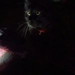 Sheryl Snell - @cadyboycat - Instagram