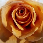 Sheryl Spence Clem - @sheryl.clem - Instagram