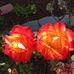 Sheryl Stein - Facebook