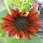 Sheryl Thomson - @thomsonsa731 - Instagram