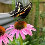 Sheryl Thomson - @verogardener - Instagram