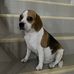 Shidong Wang - Facebook
