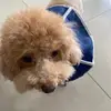 shihyi18 - @shihyi18 - TikTok