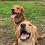 Bailey & Shilo - @bailey_shilo_thegoldens - Instagram