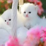 Hima Priya - @s_hima_reddy - Instagram