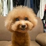 Shing_Cheng - @saco_shing_sam - Instagram