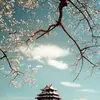 Shing Lam - @30508347145 - TikTok