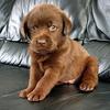 shirin.brownlab - @shirin.brownlab - TikTok