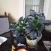 Shirley Harris - Facebook