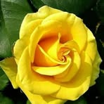 Shirley Ali - Facebook