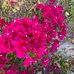 Shirley Barthel - Facebook