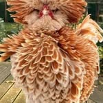 Shirley Basham Shahan - @shahanshirley - Instagram